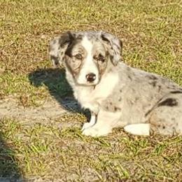 Cardigan Welsh Corgi Puppies from Raglan Cardigans