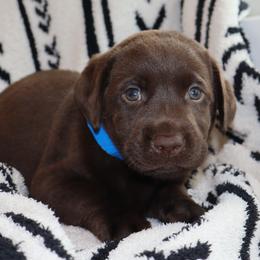 Waffles - Chocolate male Labrador Retriever puppy in Camden, Indiana from Camden's Caring Canines