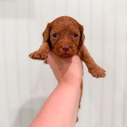 Breeze - Red female Cavapoo puppy in Colcord, Oklahoma from Copper Lane Aussies, Doodles & Cavapoos