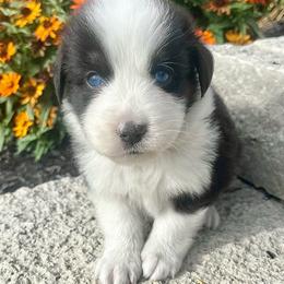 Bobby - Black tri-color male Australian Shepherd puppy in Loda, Illinois from Pilcher Farms