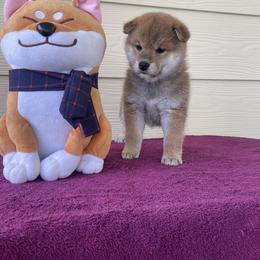 Saya - Red female Shiba Inu puppy in Milton, Florida from Moonlight Shibas