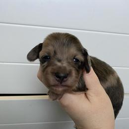 Goose- Johny - Cream male Dachshund puppy in Wolf Lake, Indiana from Canisteo Dachshunds