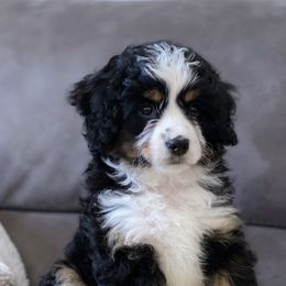 Bernedoodle and Goldendoodle Puppies from TurkeyCreek Doodles
