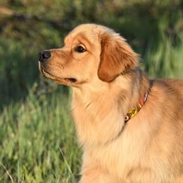 Border Collies and Golden Retrievers from AmazingK9s