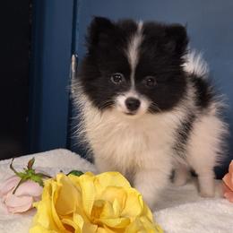 Stella - Black parti female Pomeranian puppy in Tampa, St Petersburg, Florida from Diana's Pomeranians