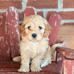 Maple - Female 1 - Buff female Cockapoo puppy in Mountain View, Missouri from Gastineau Doodles