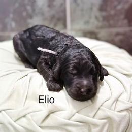Elio - Phantom male Goldendoodle puppy in Pasco, Washington from Camp Doodle Woods