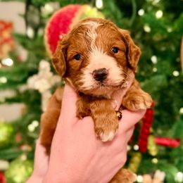Frost - Brown - Red  male Goldendoodle puppy in Philadelphia, Mississippi from Oakie Doodles