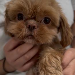 Molly 🍏 - Shih Tzu