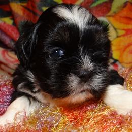 AKC FAYE - Black and tan female Lhasa Apso puppy in Fort Washington, Maryland from GyanGanj Lhasa Apso