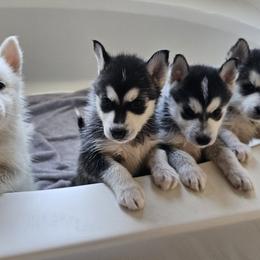 Pomsky Puppies from Peoria Pomskies