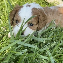 RUDY - Blenheim male Cavapoo puppy in Lexington, Kentucky from Callaway's Cavaliers