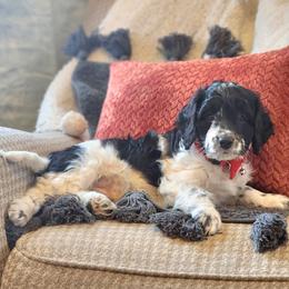 Meet Patches :) - Black and white male Cavapoo puppy in Centerville, Iowa from Barnyard Dachshunds, Dals & Doodles