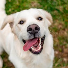 Golden Retrievers from Feather Fletched English Goldens