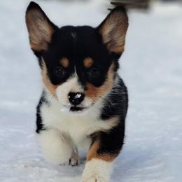 Butterball - Black and tan female American Corgi puppy in Gouverneur, New York from St. Lawrence Corgis