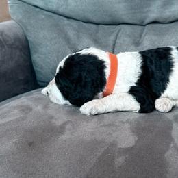 Orange collar - Parti male Poodle puppy in Fruita, Colorado from Switzer Poodles