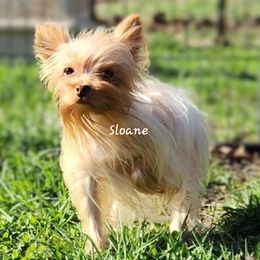 Sloane - Yorkshire Terrier