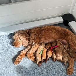 Cavapoo Puppies from Carolina Springs Breeding
