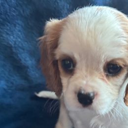 Cavalier King Charles Spaniels and Cavapoos from Country Cavapoos