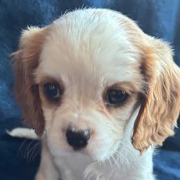 Cavalier King Charles Spaniels and Cavapoos from Country Cavapoos