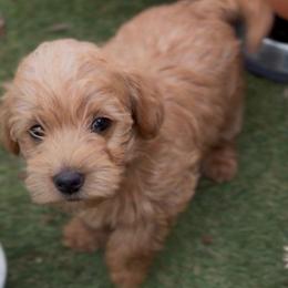 Blossom-Girl 1 - Cream female Assorted Doodle Crosses puppy in River Falls, Wisconsin from Dottie's Doodles