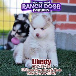 Liberty - Red and white female Pomsky puppy in Humeston, Iowa from M.A.R. Dogs