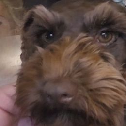 Prinz - Miniature Schnauzer