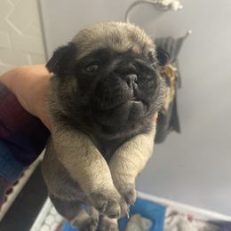 Doberman Pinscher and Pug Puppies from Fox Farm Kennel