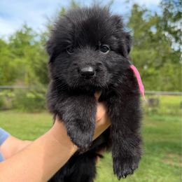 Pink collar Female - Black female German Shepherd puppy in Marianna, Florida from Haus M Godwin