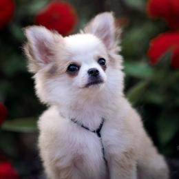 Chihuahua Puppies from DiLusso Chihuahuas