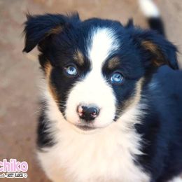 Australian Shepherd Puppies from Mott Ranch - Blazin' Sun Aussies