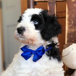 Bernedoodles and Bordoodles from Mesa View Puppies
