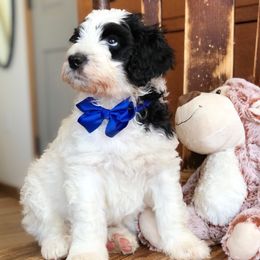 Bernedoodles and Bordoodles from Mesa View Puppies