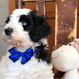 Bernedoodles and Bordoodles from Mesa View Puppies