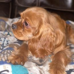 Cavalier King Charles Spaniel Puppies from F-Stop Cavaliers