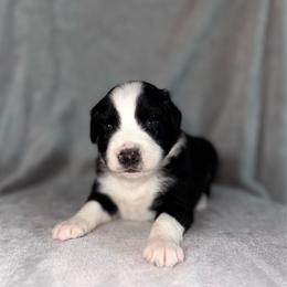 Cove - Black & white male Australian Shepherd puppy in Newton, Mississippi from Bright Star Aussies