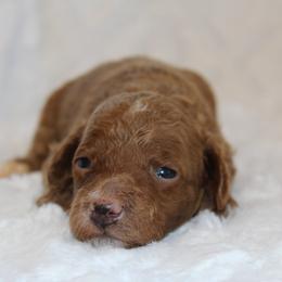 Boy 3 - Apricot male Poodle puppy in Somerset, Ohio from Odyssey Pups