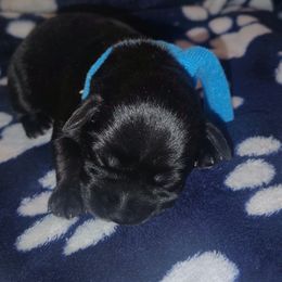 Kraven - Black male Miniature Schnauzer puppy in Templeton, California from Zion Miniature Schnauzers