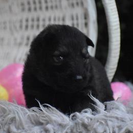 Green Collar Sable male - Sable male German Shepherd puppy in Marianna, Florida from Haus M Godwin