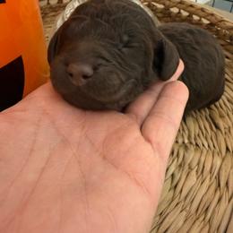 Nutcracker - Chocolate male Goldendoodle puppy in Lexington, North Carolina from Southern Grace Acres