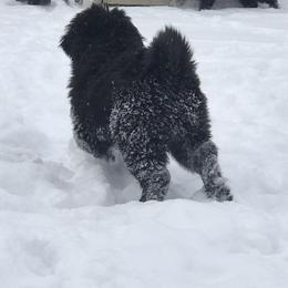 Tibetan Mastiff Puppies from Wanderlust Tibetan Mastiffs