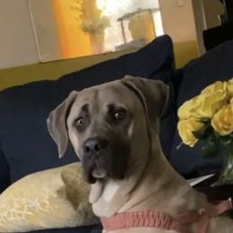 Shur-lee - Cane Corso