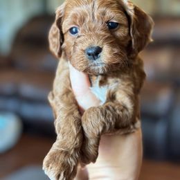 Ricotta - Red female Cockapoo puppy in Pledger, Texas from Sugarbear Cockapoos