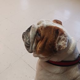 Bulldog puppies from Storytime Mastiffs & Bulldogs