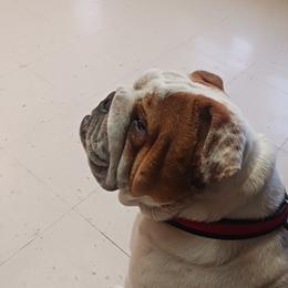 Bulldog puppies from Storytime Mastiffs & Bulldogs