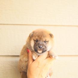 Po - Red female Shiba Inu puppy in Napa, California from Shinin Shibas
