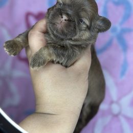 Akc Lux - Chocolate and tan female Shih Tzu puppy in Roseville, Michigan from Diamond Paws LLC