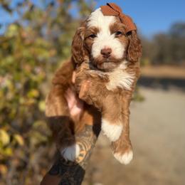 Aveya - Red  female Goldendoodle puppy in Waterford, California from Alvdoodles