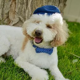 Bernedoodles, Goldendoodles, Poodles, and Sheepadoodles from Dapper Doodle Pups