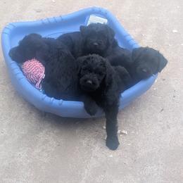 Giant Schnauzer Puppies from Riesenschnauzers von Reh Bach